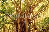 banyan tree Image